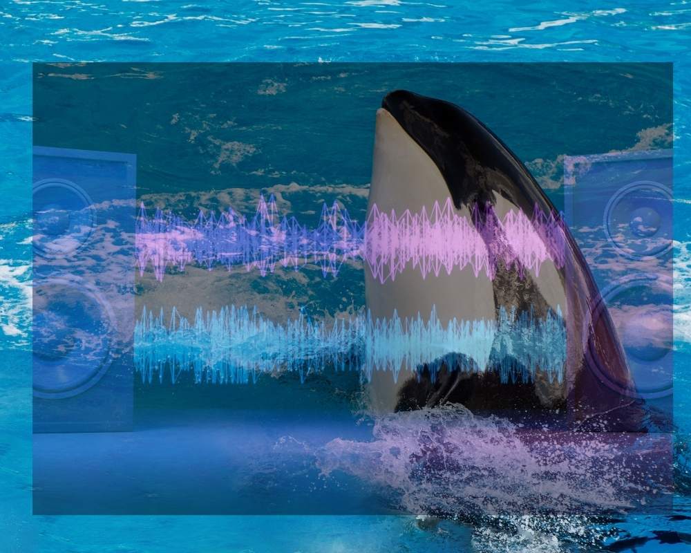 Segler setzen Heavy-Metal-Songs gegen Orcas ein